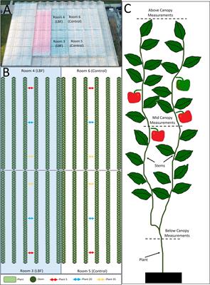 Light blocking film in a glasshouse impacts Capsicum annuum L. yield differentially across planting season